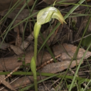 Pterostylis nutans at Hackett, ACT - 29 Sep 2016