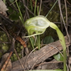 Pterostylis nutans (Nodding Greenhood) at Hackett, ACT - 29 Sep 2016 by DerekC