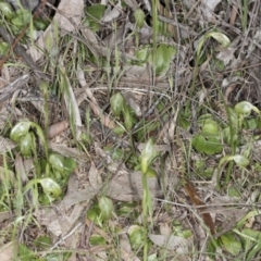 Pterostylis nutans (Nodding Greenhood) at P11 - 29 Sep 2016 by DerekC