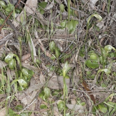 Pterostylis nutans (Nodding Greenhood) at Hackett, ACT - 29 Sep 2016 by DerekC