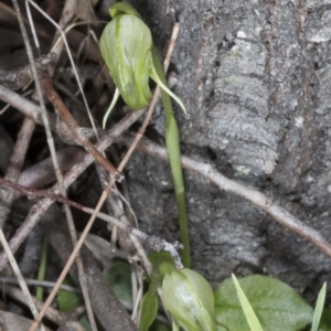 Pterostylis nutans at Hackett, ACT - 29 Sep 2016