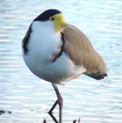 Vanellus miles (Masked Lapwing) at Commonwealth & Kings Parks - 30 Jul 2016 by michaelb