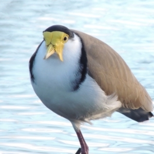 Vanellus miles at Canberra, ACT - 30 Jul 2016