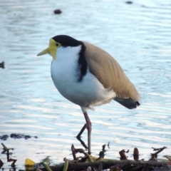 Vanellus miles at Canberra, ACT - 30 Jul 2016