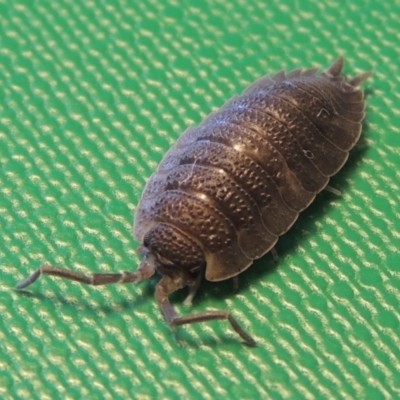 Porcellio scaber (Common slater) at Conder, ACT - 11 Sep 2016 by MichaelBedingfield