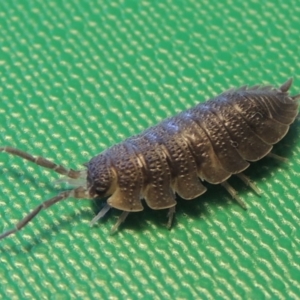 Porcellio scaber at Conder, ACT - 11 Sep 2016 12:24 PM