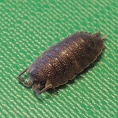 Porcellio scaber at Conder, ACT - 11 Sep 2016 12:24 PM