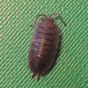 Porcellio scaber at Conder, ACT - 11 Sep 2016 12:24 PM
