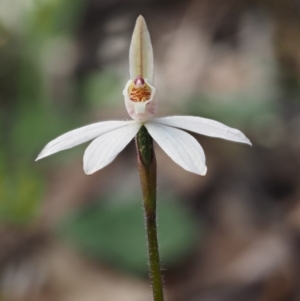 Caladenia fuscata at Kowen, ACT - 26 Sep 2016