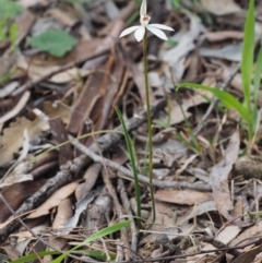 Caladenia fuscata at Kowen, ACT - 26 Sep 2016