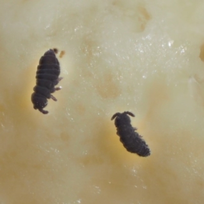 Hypogastrura sp. (genus) (A Springtail) at Kowen Woodland - 26 Sep 2016 by KenT