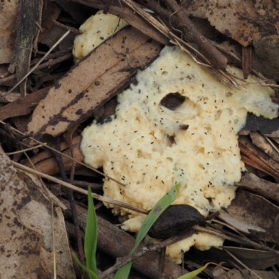 Myxomycete-plasmodium(class) (A slime mould) at Kowen Woodland - 26 Sep 2016 by KenT