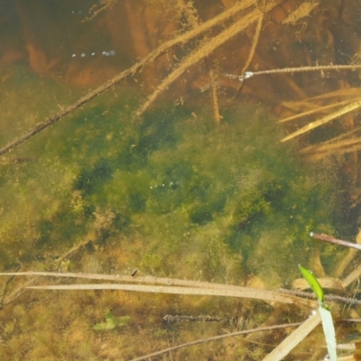 Phormidium (A Cyanobacteria) at Kowen, ACT - 26 Sep 2016 by KenT