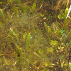 Zygnema sp. (A freshwater algae) at Kowen, ACT - 26 Sep 2016 by KenT