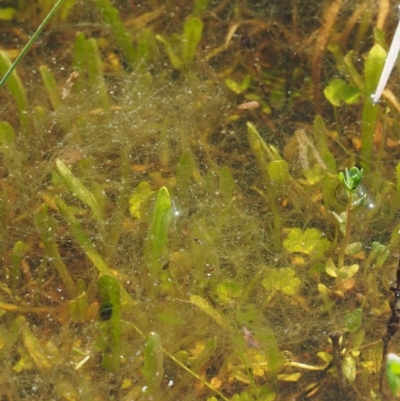 Zygnema sp. (A freshwater algae) at Kowen, ACT - 26 Sep 2016 by KenT