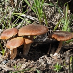 zz agaric (stem; gills not white/cream) at Kowen Woodland - 26 Sep 2016 by KenT