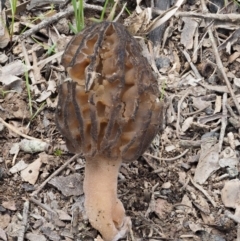 Morchella elata group (Morel) at Kowen, ACT - 26 Sep 2016 by KenT