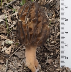 Morchella elata group at Kowen, ACT - 26 Sep 2016 12:48 PM