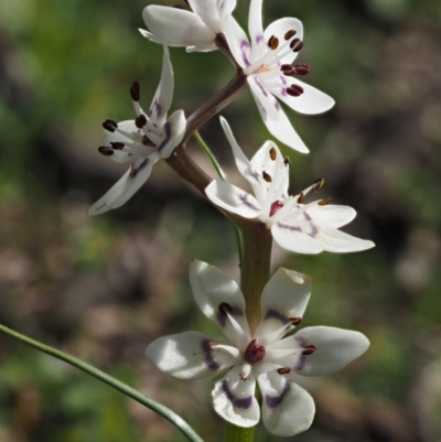 Wurmbea dioica subsp. dioica (Early Nancy) at Kowen Woodland - 26 Sep 2016 by KenT