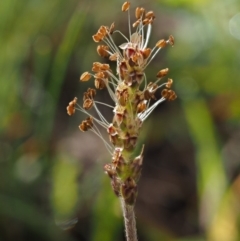 Plantago varia (Native Plaintain) at Kowen, ACT - 26 Sep 2016 by KenT