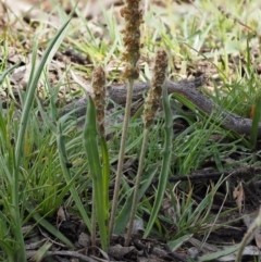 Plantago varia at Kowen, ACT - 26 Sep 2016