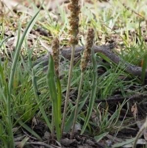 Plantago varia at Kowen, ACT - 26 Sep 2016 08:43 AM