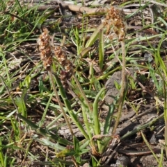 Plantago varia at Kowen, ACT - 26 Sep 2016