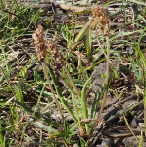 Plantago varia at Kowen, ACT - 26 Sep 2016 08:43 AM