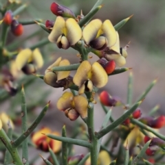 Daviesia genistifolia (Broom Bitter Pea) at Kowen Woodland - 26 Sep 2016 by KenT