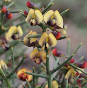 Daviesia genistifolia at Kowen, ACT - 26 Sep 2016 08:17 AM