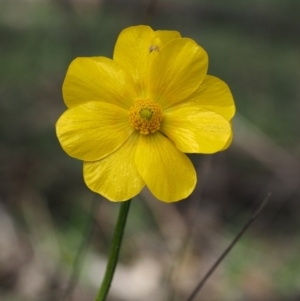 Ranunculus lappaceus at Kowen, ACT - 26 Sep 2016 12:32 PM