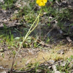 Ranunculus lappaceus at Kowen, ACT - 26 Sep 2016 12:32 PM