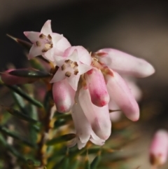 Lissanthe strigosa subsp. subulata at Kowen, ACT - 26 Sep 2016