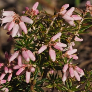 Lissanthe strigosa subsp. subulata at Kowen, ACT - 26 Sep 2016