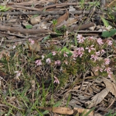 Lissanthe strigosa subsp. subulata at Kowen, ACT - 26 Sep 2016 07:41 AM