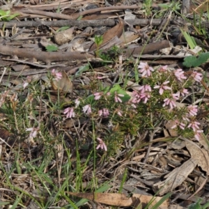 Lissanthe strigosa subsp. subulata at Kowen, ACT - 26 Sep 2016