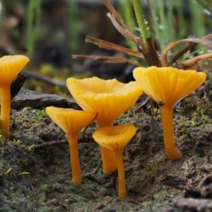 Lichenomphalia chromacea at Kowen, ACT - 26 Sep 2016