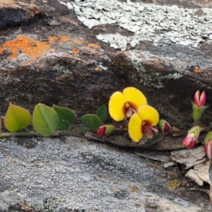 Bossiaea prostrata at Kowen, ACT - 26 Sep 2016