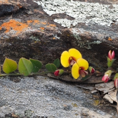 Bossiaea prostrata (Creeping Bossiaea) at Kowen, ACT - 26 Sep 2016 by KenT