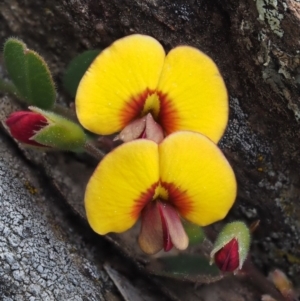 Bossiaea prostrata at Kowen, ACT - 26 Sep 2016 02:49 PM