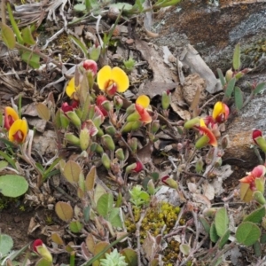 Bossiaea prostrata at Kowen, ACT - 26 Sep 2016 02:49 PM