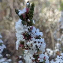 Leucopogon virgatus (Common Beard-heath) at Farrer Ridge - 4 Sep 2016 by galah681