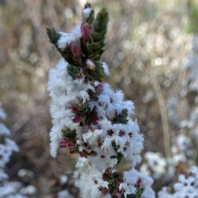 Leucopogon virgatus (Common Beard-heath) at Farrer Ridge - 4 Sep 2016 by galah681