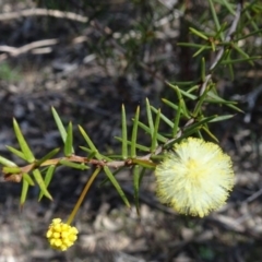 Acacia ulicifolia (Prickly Moses) at Farrer Ridge - 4 Sep 2016 by galah681