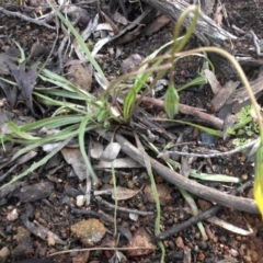 Microseris walteri (Yam Daisy, Murnong) at Campbell, ACT - 1 Oct 2016 by SilkeSma