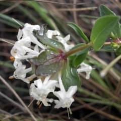 Pimelea linifolia (Slender Rice Flower) at Majura, ACT - 30 Sep 2016 by SilkeSma