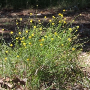 Calotis lappulacea at Bonython, ACT - 7 Feb 2016