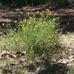 Calotis lappulacea at Bonython, ACT - 7 Feb 2016