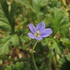 Erodium crinitum (Native Crowfoot) at Pine Island to Point Hut - 5 Nov 2014 by michaelb