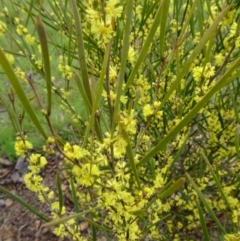 Acacia dawsonii (Dawson's Wattle) at Molonglo Valley, ACT - 15 Sep 2016 by galah681